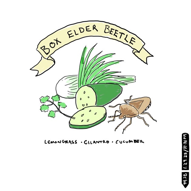 BOXELDER BEETLE / DIGITAL&nbsp;INK